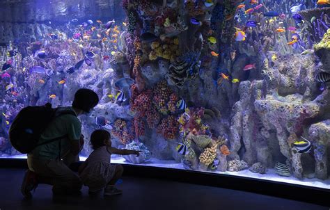 Aquarium new england - At the New England Aquarium, you’ll find thousands of aquatic animals that both kids and adults will be amazed by. Whether you’re into the little blue penguins, green sea turtles or northern fur seals, you …